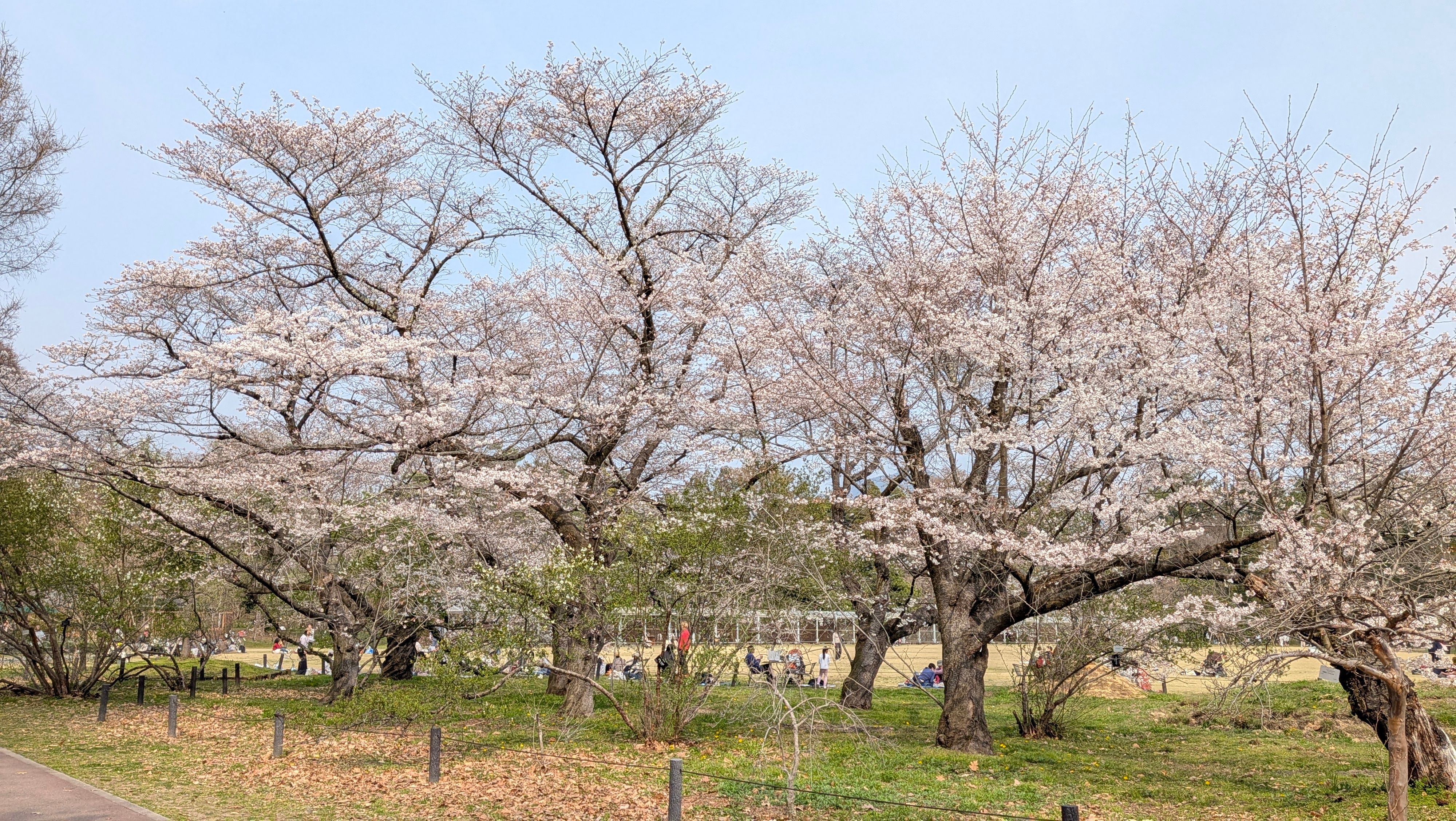 桜がすごい、とても良かった