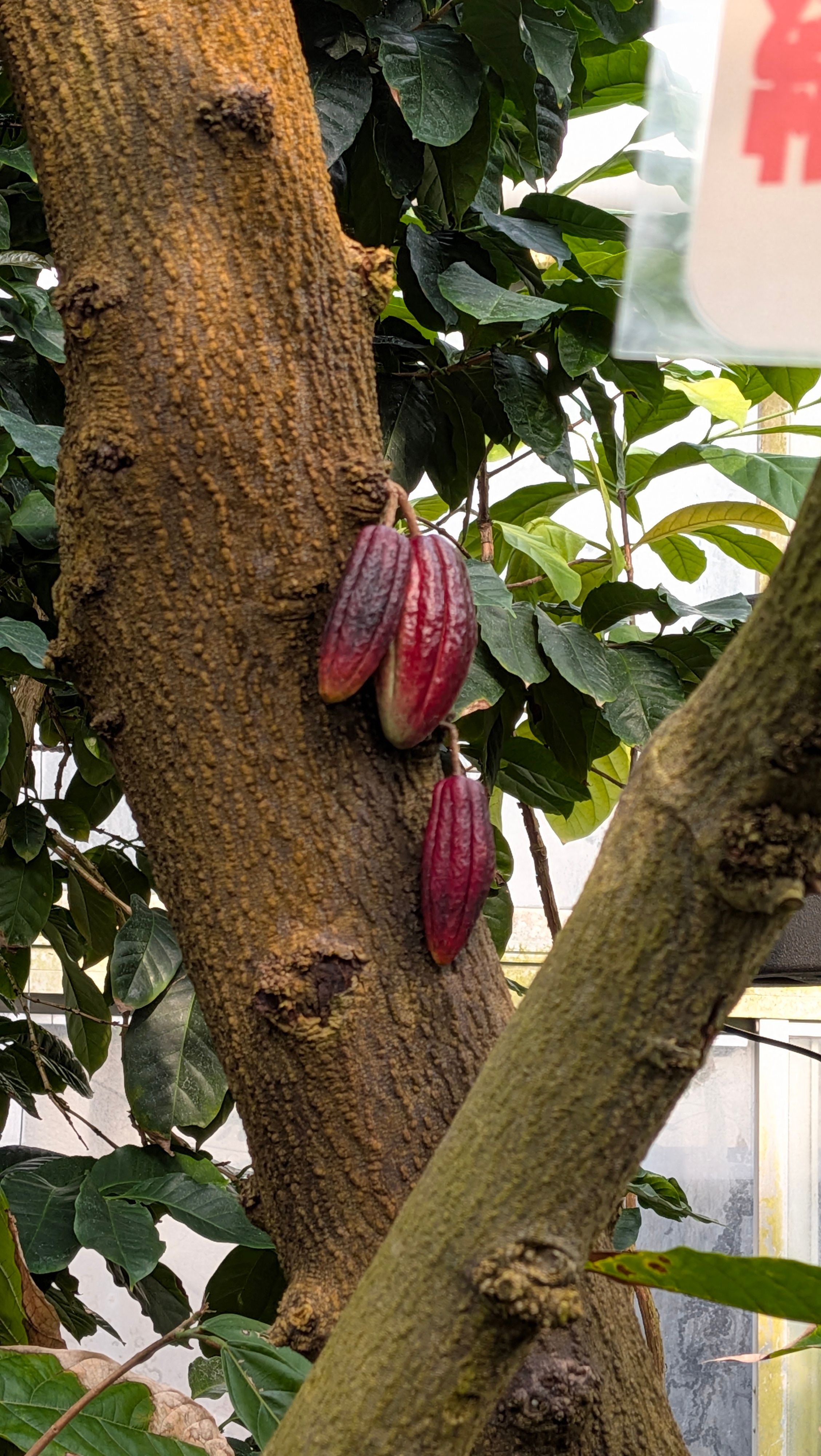 カカオの実初めて見た