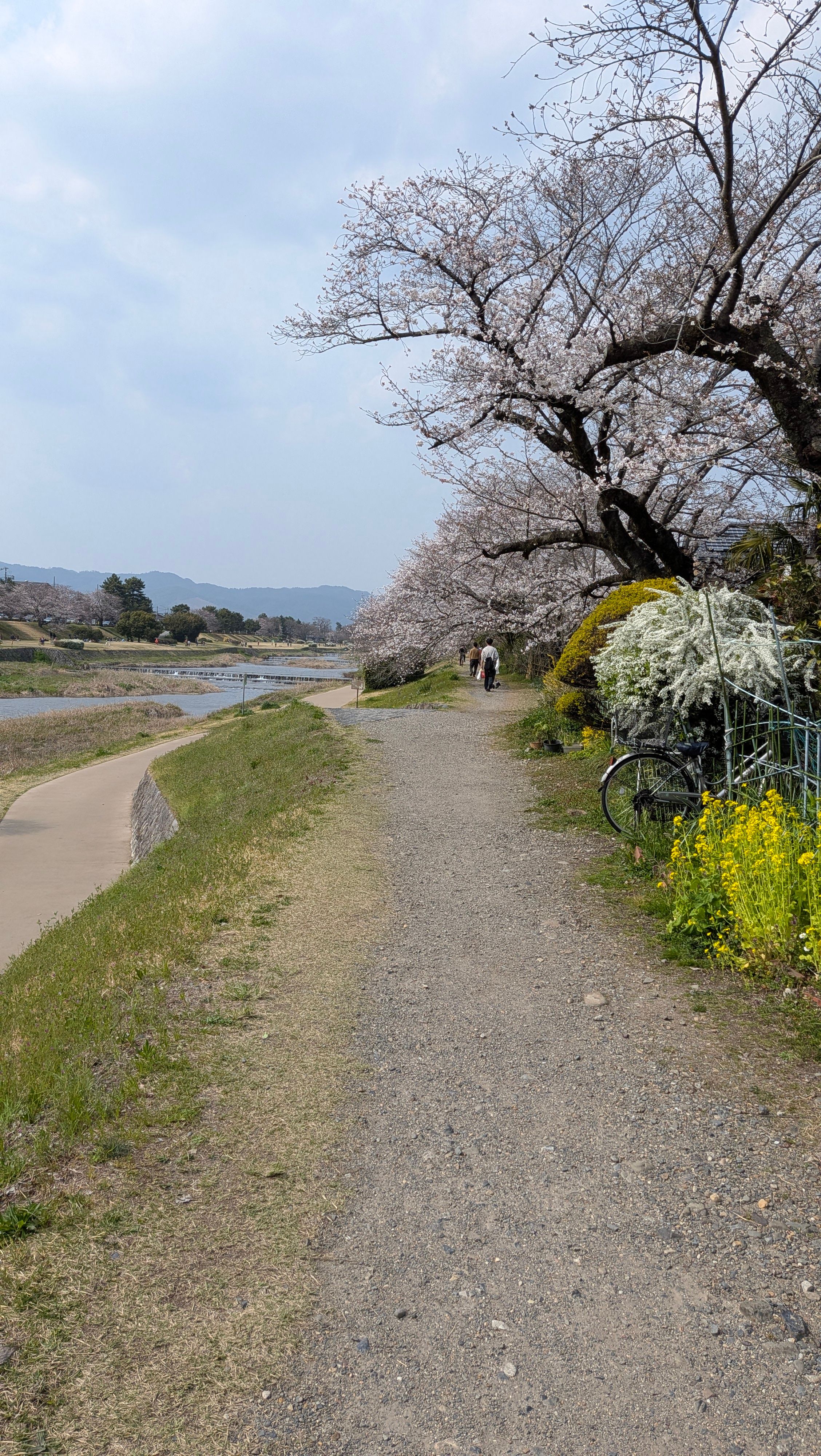 賀茂川は高野川より表って感じの雰囲気アリ