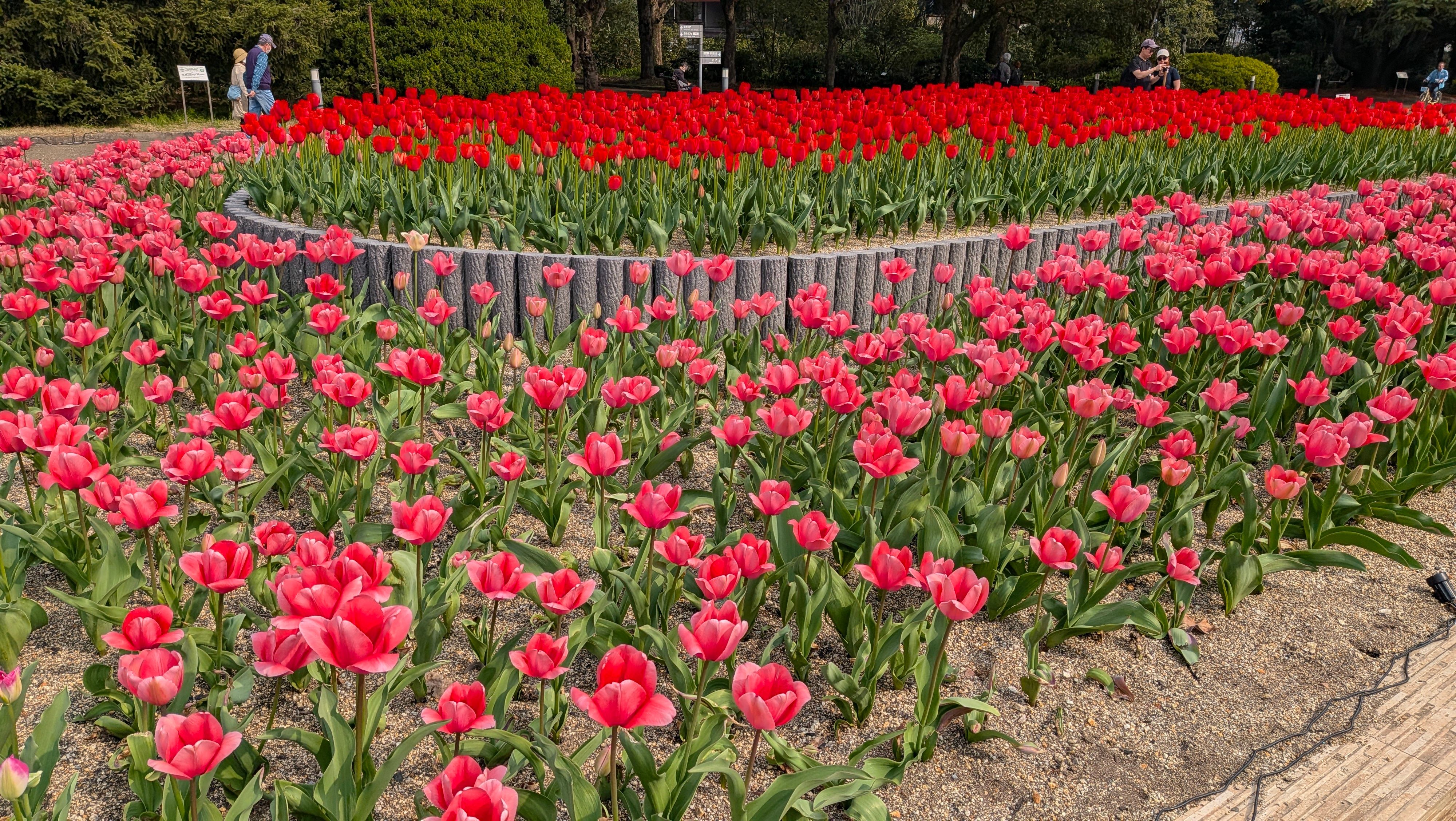 入ってすぐチューリップがお出迎え。春だからきれいだ