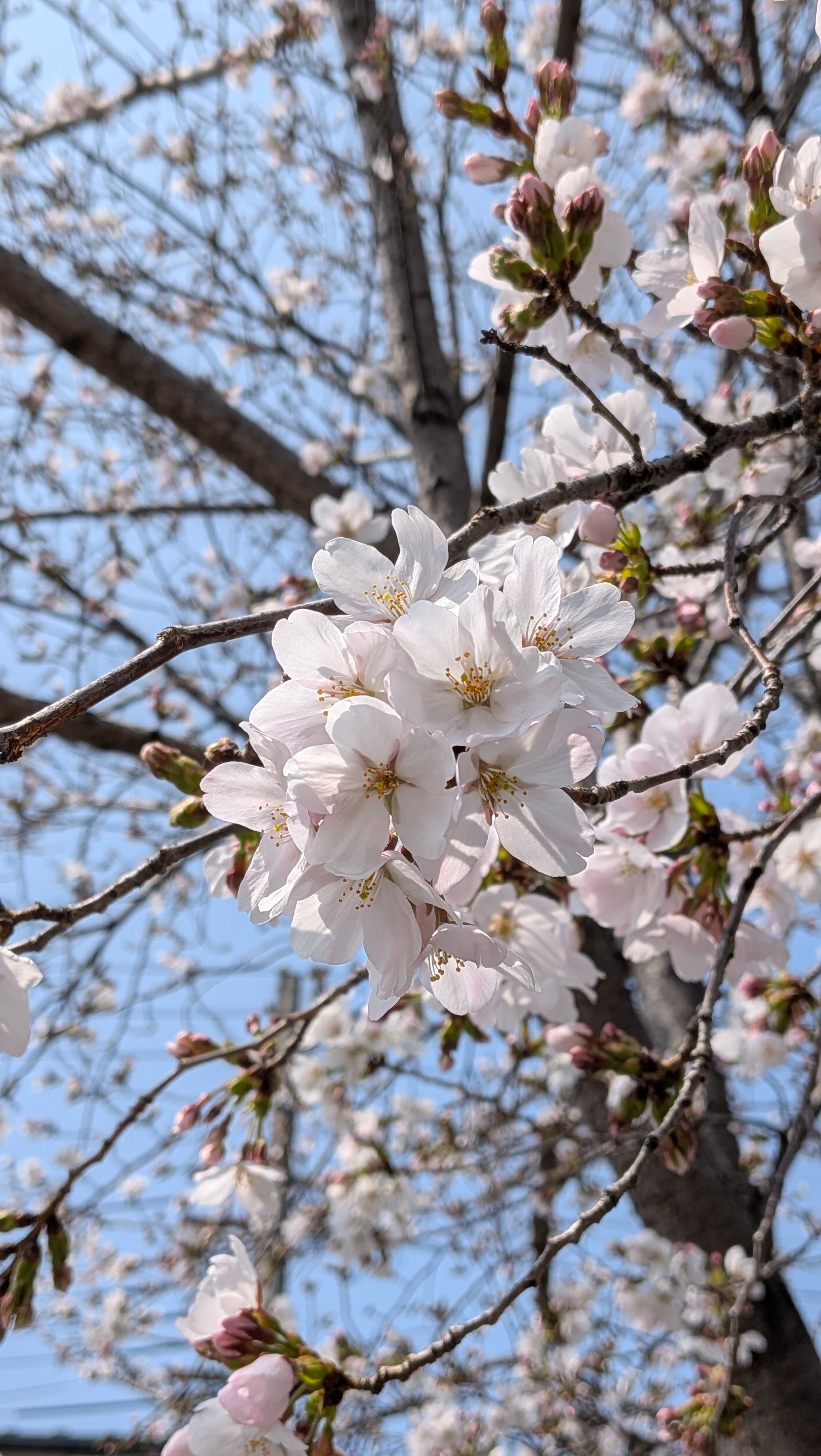 京都お花見バカ散歩&名古屋メシ部~関西3,4日目~