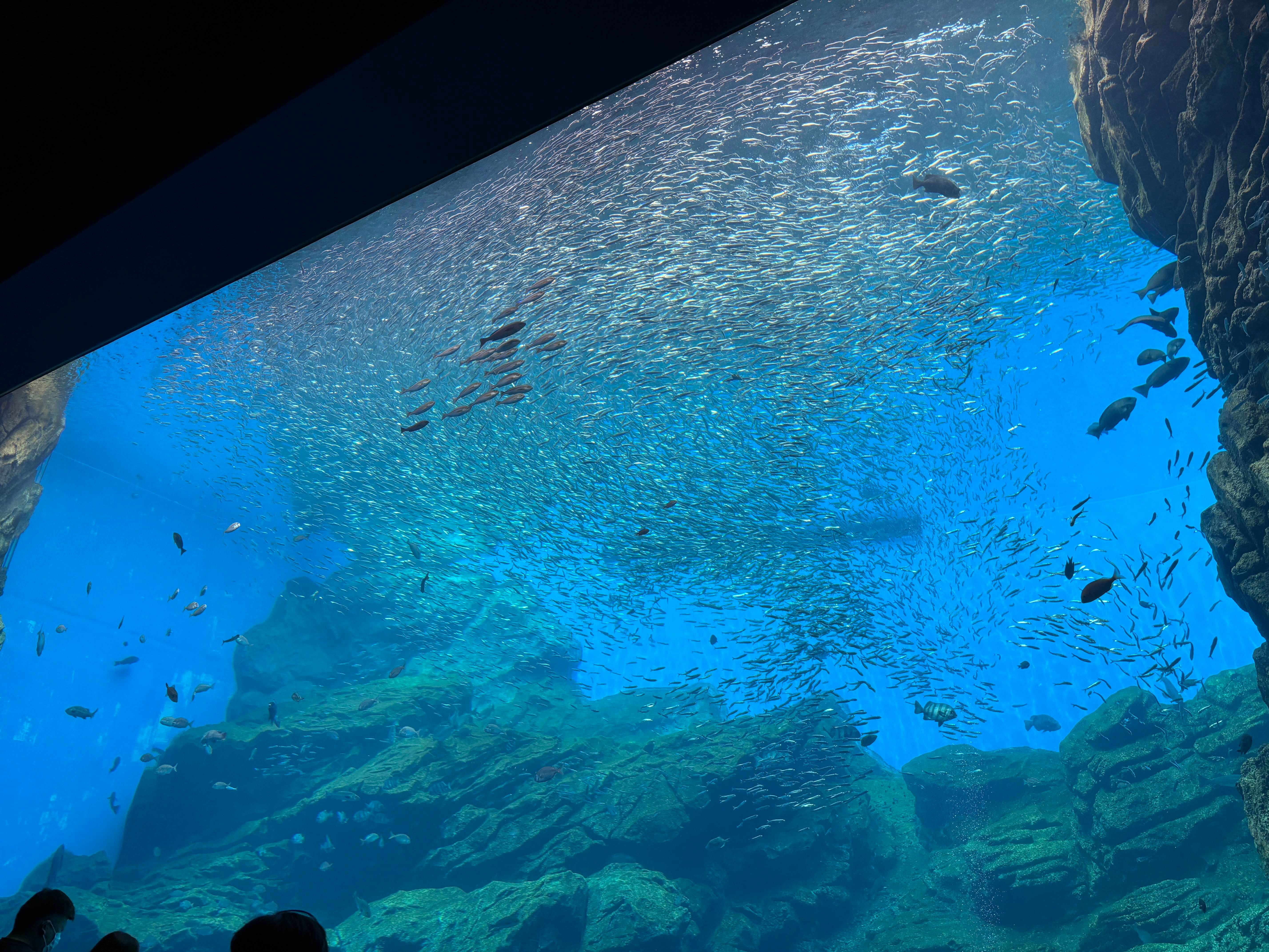 一番大きい水槽 遠足の幼稚園児が騒いでて可愛かった