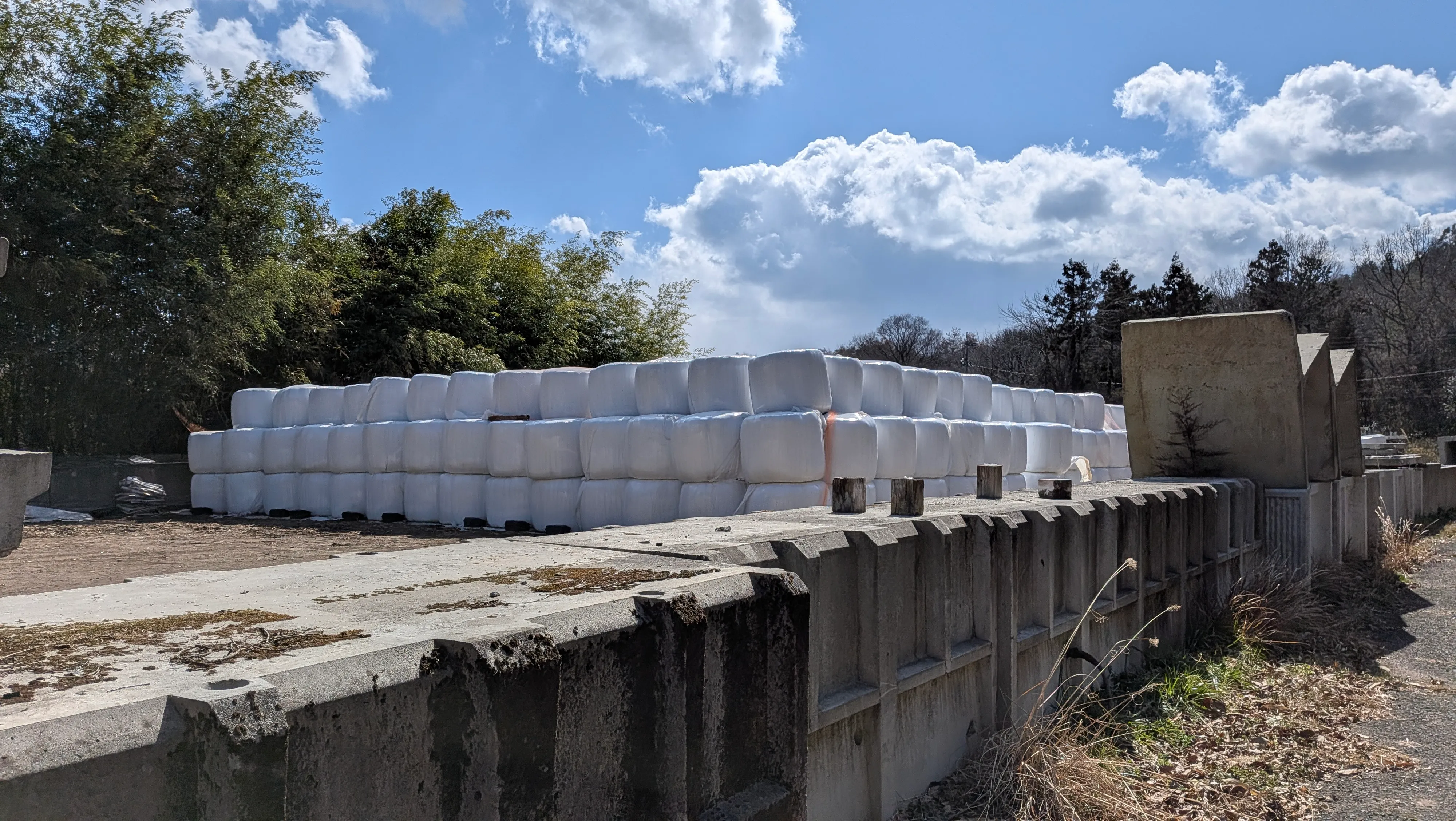 カマンベールチーズ群生地を発見