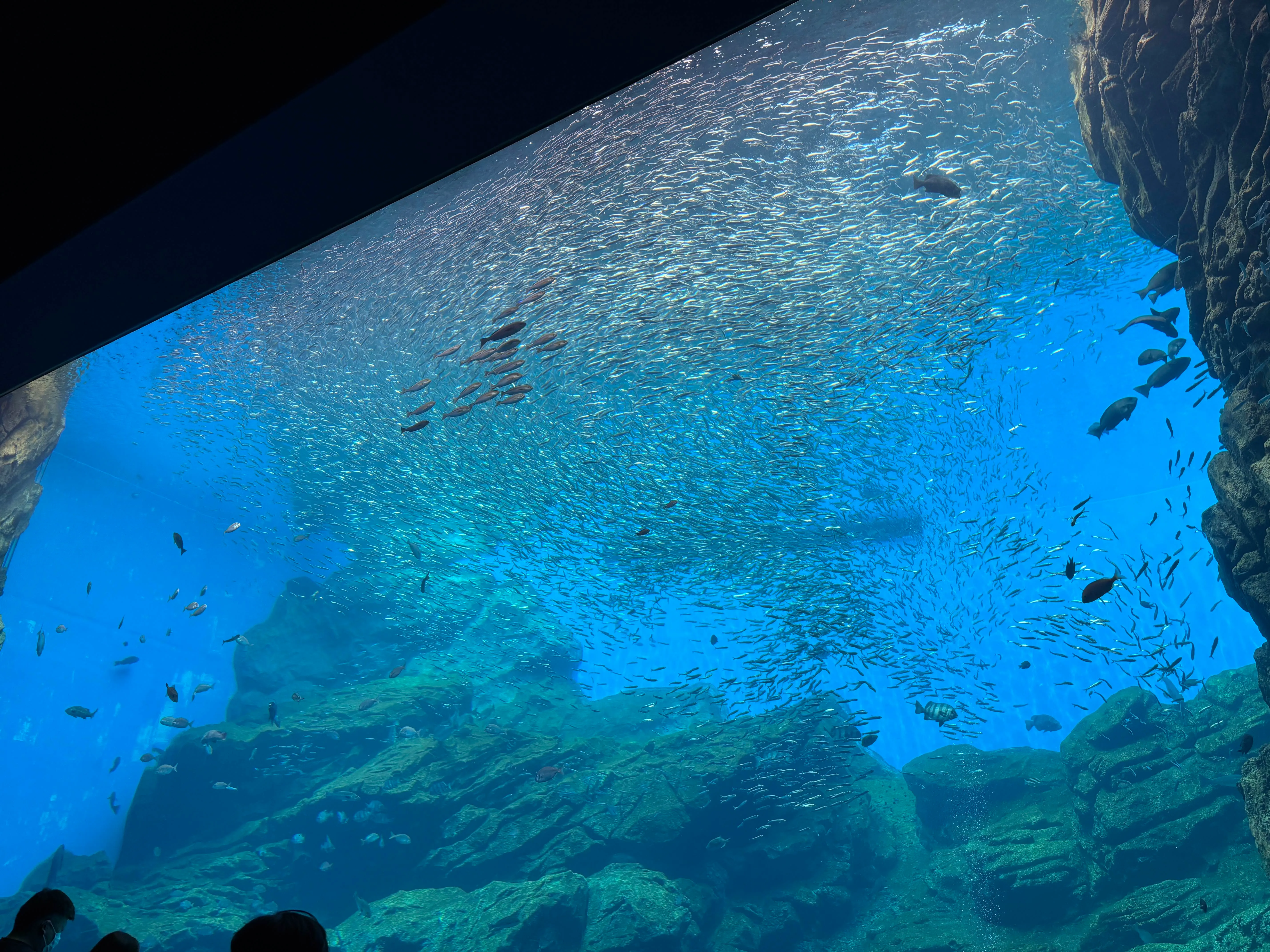 一番大きい水槽　遠足の幼稚園児が騒いでて可愛かった