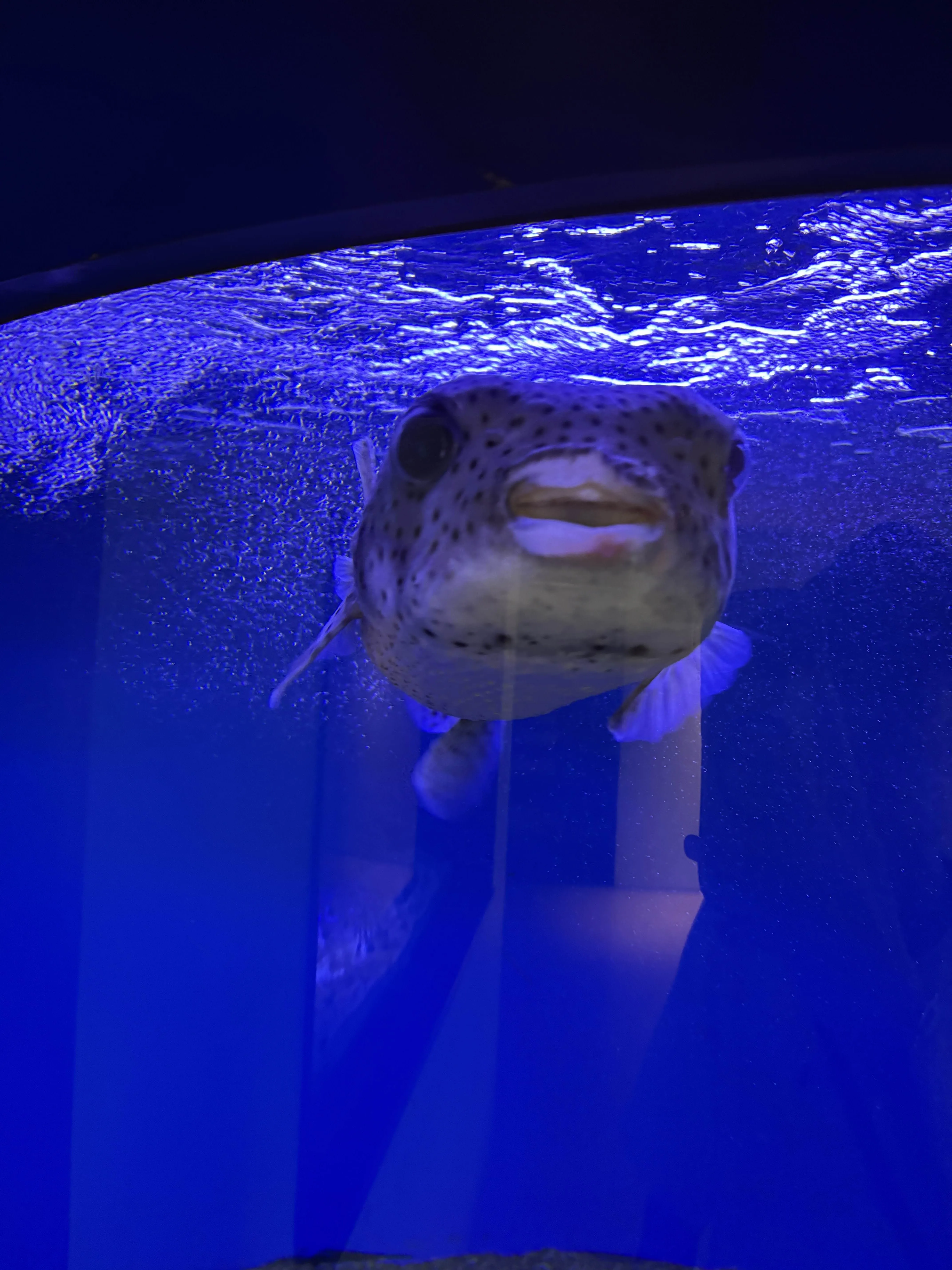 フグ、顔が迫真すぎる