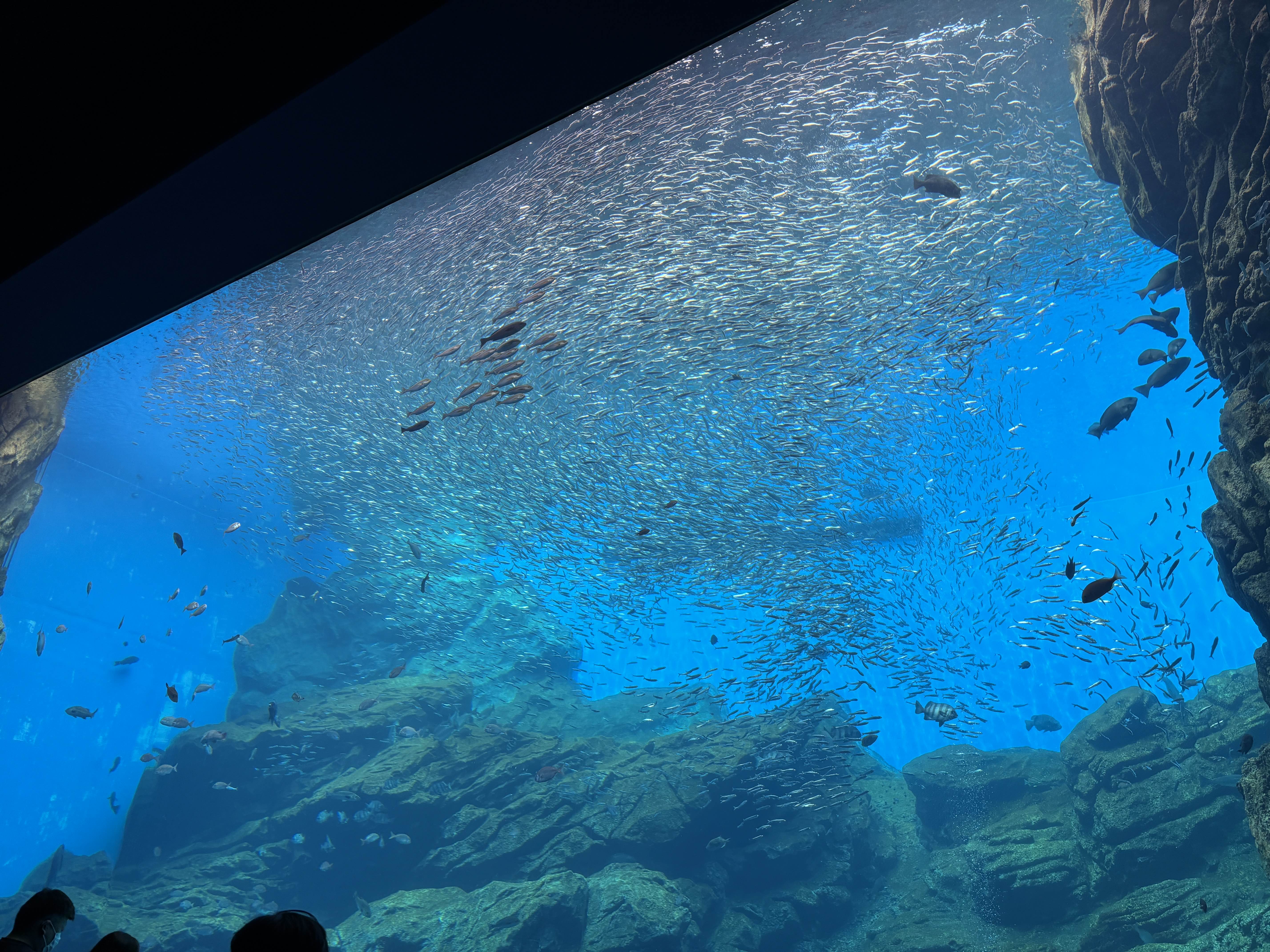 一番大きい水槽　遠足の幼稚園児が騒いでて可愛かった