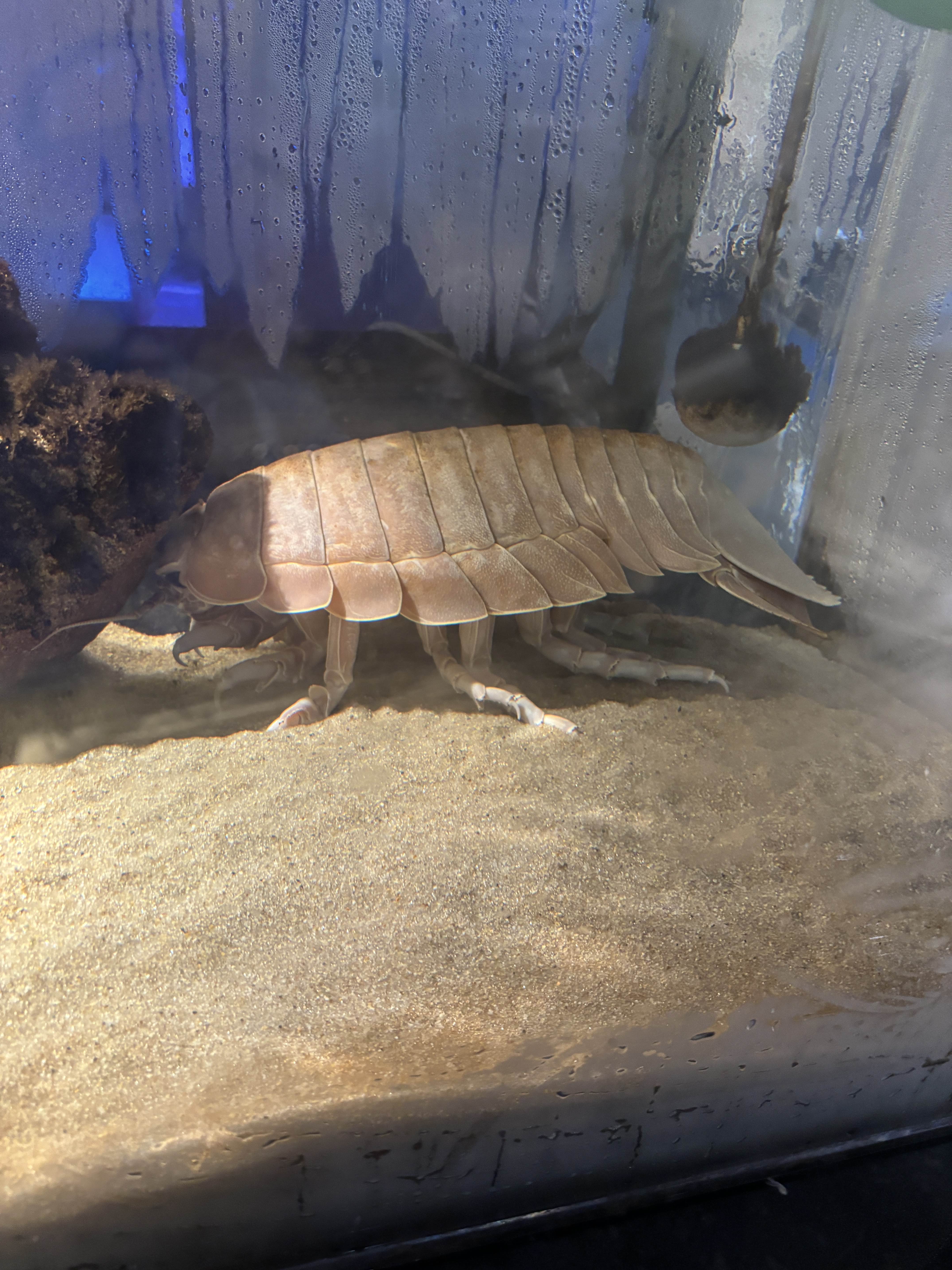 ダイオウグソクムシ　どうぶつの森以外で初めて見た。デカすぎる